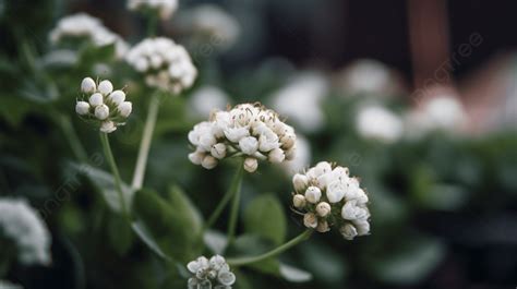 會開白色花的植物|10種小白花植物，美化你的家